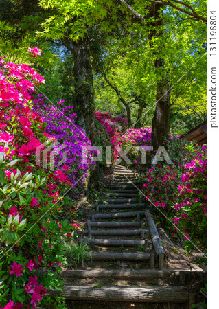 Daikozenji Temple - The Temple of Azaleas Daikozenji Temple - The Temple of Azaleas 131198804