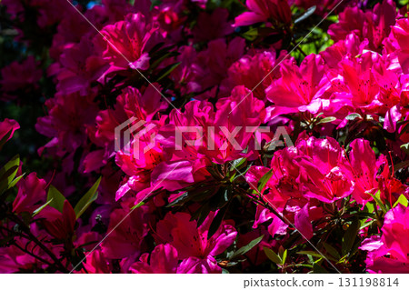 Daikozenji Temple - The Temple of Azaleas 131198814
