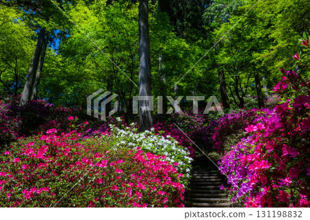 大光禪寺 - 杜鵑花寺 131198832