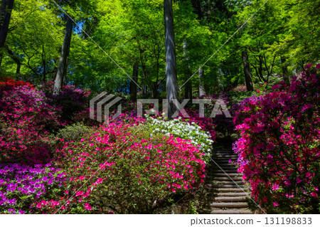 Daikozenji Temple - The Temple of Azaleas Daikozenji Temple - The Temple of Azaleas 131198833