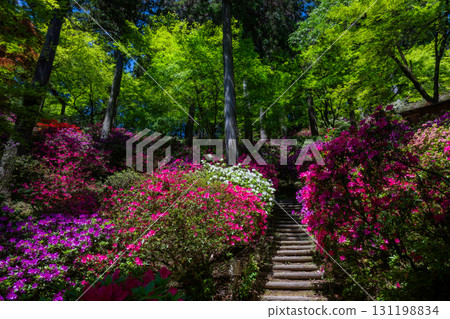 Daikozenji Temple - The Temple of Azaleas Daikozenji Temple - The Temple of Azaleas 131198834