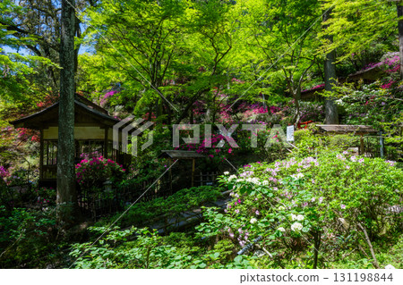 Daikozenji Temple - The Temple of Azaleas 131198844