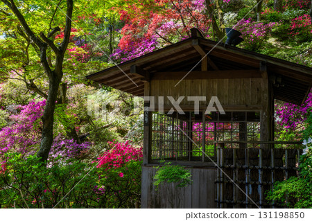 Daikozenji Temple - The Temple of Azaleas 131198850
