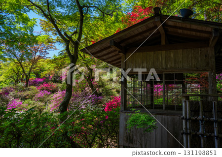 Daikozenji Temple - The Temple of Azaleas 131198851