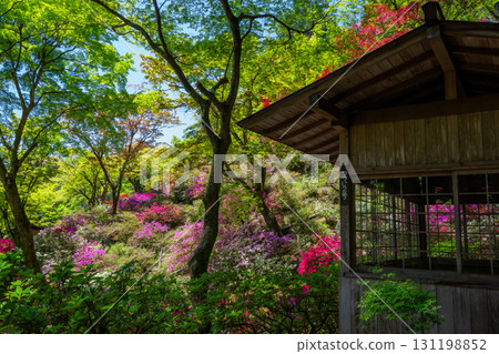 大光禪寺 - 杜鵑花寺 131198852