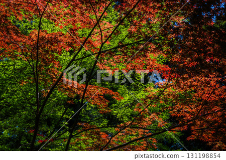 Daikozenji Temple - The Temple of Azaleas 131198854