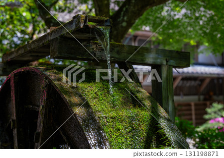 大光禪寺 - 杜鵑花寺 大光禪寺 - 杜鵑花寺 131198871