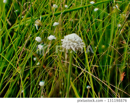 Japanese endemic species of the Eriocaulaceae family, Eriocaulaceae 131198876