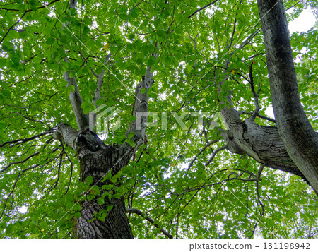 A giant azuki pear tree of the rose family A giant azuki pear tree of the rose family 131198942
