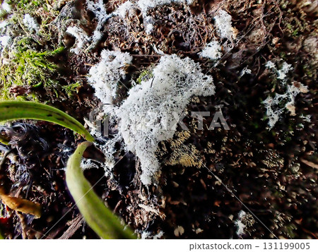 Emergence of the protozoan slime mold Tamatsunohokori 131199005