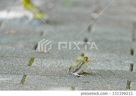 地上的繡眼雛鳥 131199211