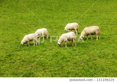 Sheep grazing freely, green grass, eco farm concept Sheep grazing freely, green grass, eco farm concept 131199229