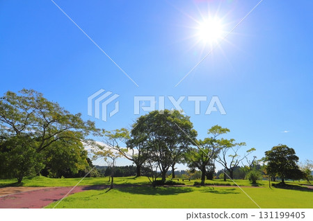 藍天、陽光、公園 藍天、陽光、公園 131199405