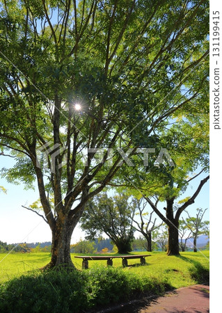 公園長椅樹木陽光 131199415
