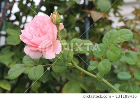 花園裡盛開著美麗的粉紅玫瑰！ ！ 131199416