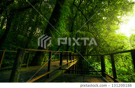 Sustainable tourism wooden boardwalk pathway through ancient old growth forest. Eco-friendly visitor access for responsible nature conservation. Carbon neutral travel. Environmental conservation. 131200186