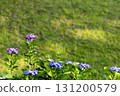 Hydrangea flower scenery 131200579