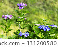 Hydrangea flower scenery-2 131200580