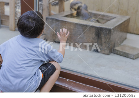 Hakkeijima Sea Paradise: A boy looking at the otter exhibit Hakkeijima Sea Paradise: A boy looking at the otter exhibit 131200582