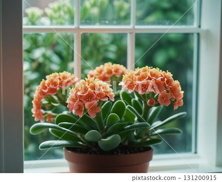 Delicate clusters of bright orange flowers bloom vibrantly in a small pot, bringing warmth and joy to the sunlit corner of a lovely indoor space Generative AI 131200915