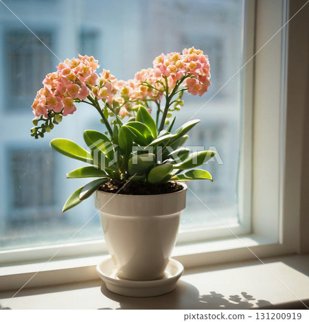Bright sunlight streams through a window, illuminating delicate pink orchids in a white pot. Lush green leaves complement the vibrant flowers, creating a serene atmosphere Generative AI 131200919