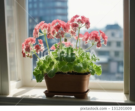 A lush pot of pink geraniums sits gracefully by a window, basking in warm sunlight Generative AI 131201009