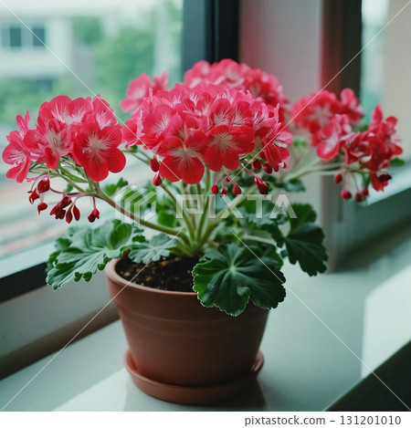 Lush pink geranium flowers thrive in a clay pot, their vibrant petals catching the light on a sunny afternoon. Verdant leaves surround the blooms, enhancing the delightful display Generative AI 131201010