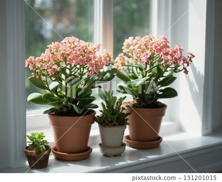 Delicate pink flowers bring joy as they flourish in terracotta pots beside a bright window. A small succulent adds a touch of green to this inviting indoor garden Generative AI 131201015