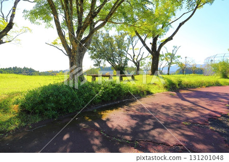 公園長椅，草坪，樹木，藍天 131201048