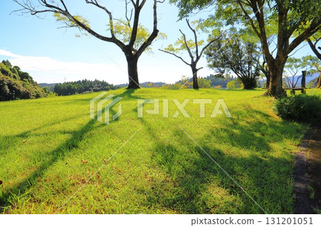 Park, lawn, trees, blue sky Park, lawn, trees, blue sky 131201051