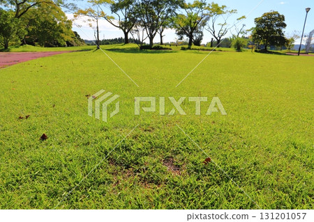 Park, lawn, trees, blue sky Park, lawn, trees, blue sky 131201057