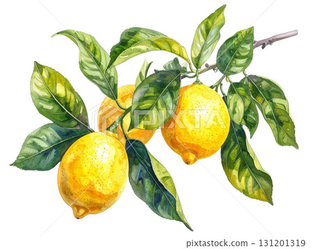 檸檬枝水彩插圖 131201319