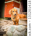  Miniature Dachshund 131201418