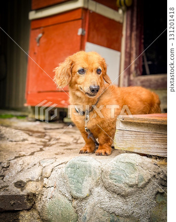 迷你臘腸犬 迷你臘腸犬 131201418