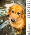  Miniature Dachshund 131201419
