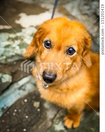 迷你臘腸犬 迷你臘腸犬 131201419