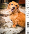  Miniature Dachshund 131201420