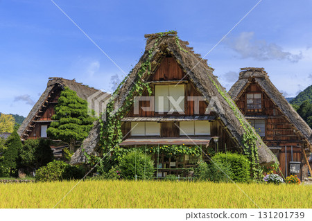 Autumn scenery of Shirakawa-go's Gassho-style houses with golden rice ears and blooming loofahs on thatched roofs 131201739