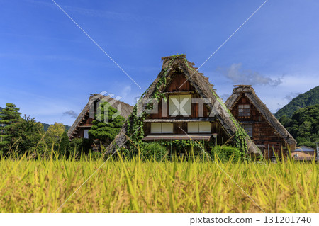 Autumn scenery of Shirakawa-go's Gassho-style houses with golden rice ears and blooming loofahs on thatched roofs 131201740