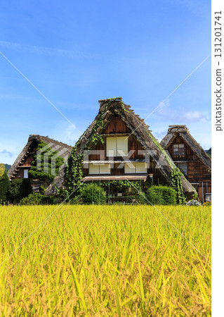 Autumn scenery of Shirakawa-go's Gassho-style houses with golden rice ears and blooming loofahs on thatched roofs Autumn scenery of Shirakawa-go's Gassho-style houses with golden rice ears and blooming loofahs on thatched roofs 131201741