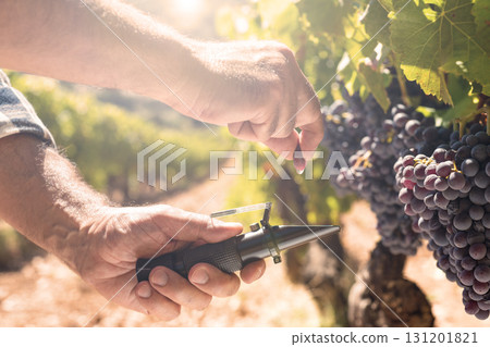 Cannonau grapes. Agronomist measures the level of sugars in grapes with the refractometer. Agriculture. 131201821