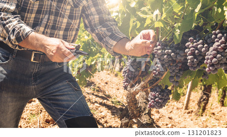 Cannonau grapes. Agronomist measures the level of sugars in grapes with the refractometer. Agriculture. 131201823