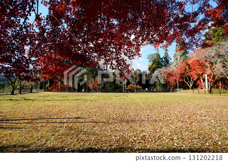 愛知縣新城市_長篠城遺址的紅葉_2024年12月18日 131202218