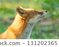 Blue fox looking up into the sky 131202365