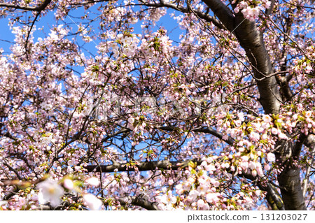 Cherry Blossom in Langelinie park on a beautiful spring day. Sakura festival in Copenhagen 131203027