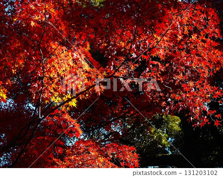 Scenery of the former Furukawa Gardens dyed in autumn leaves in late autumn 131203102