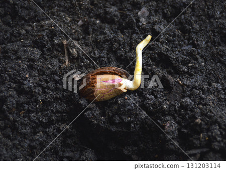 a sprouted almond pit is planted in the ground a sprouted almond pit is planted in the ground 131203114