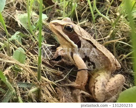 Brown frog resting among grass and leaves in a sunny garden area Brown frog resting among grass and leaves in a sunny garden area 131203233