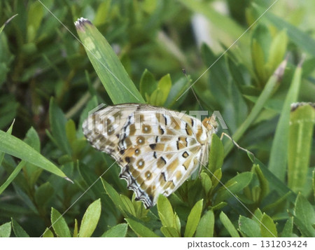 A butterfly resting its wings quietly on a leaf in the grass 131203424