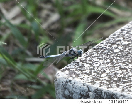 A blue dragonfly resting on concrete with grass in the background 131203425